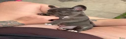 French Bulldog dogs for sale: Three stunning male French bulldogs for sale in Manchester - Advert 6
