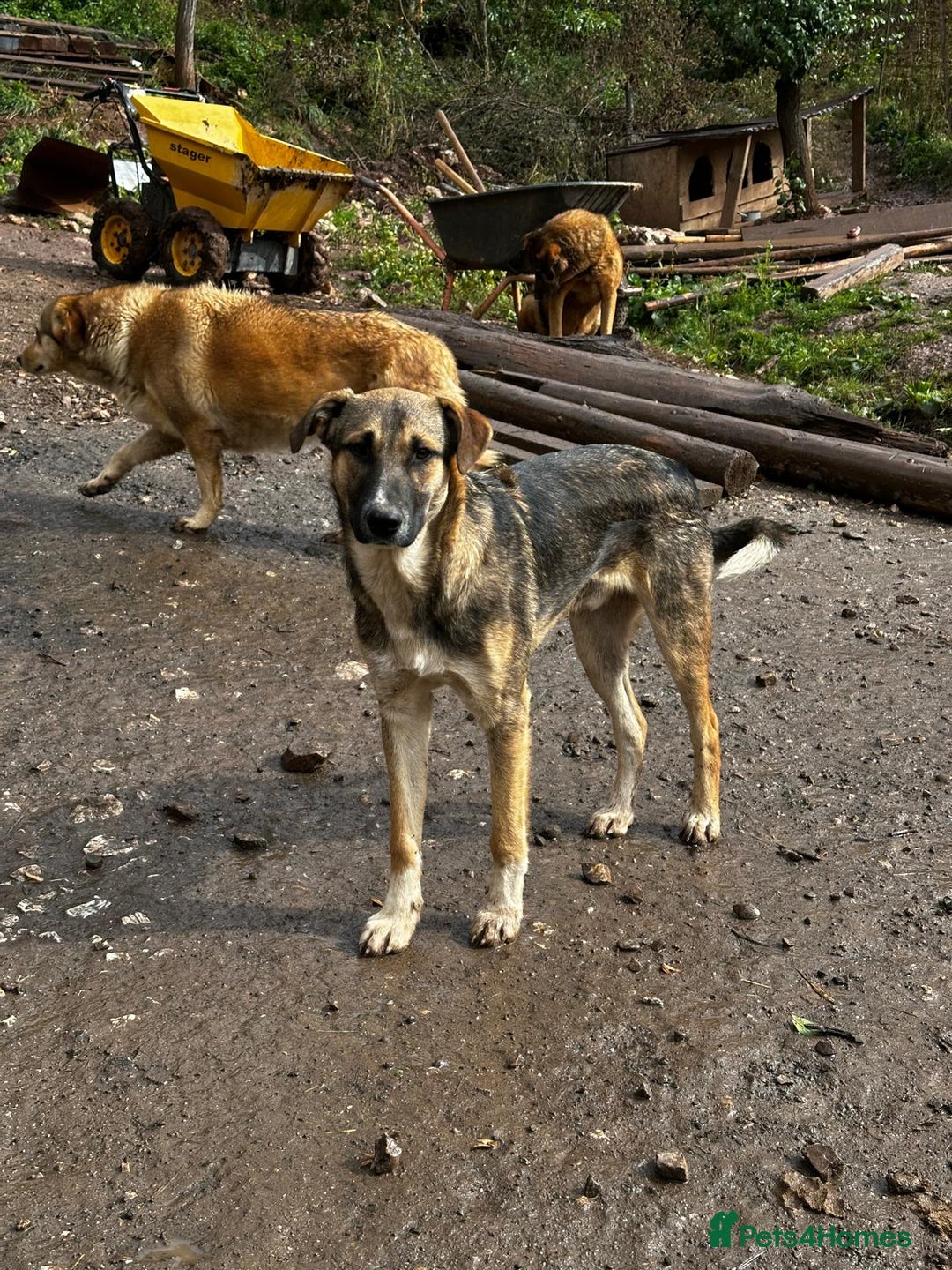 Mixed Breed dogs for adoption: Mac is looking for a family with another dog! - Advert 5