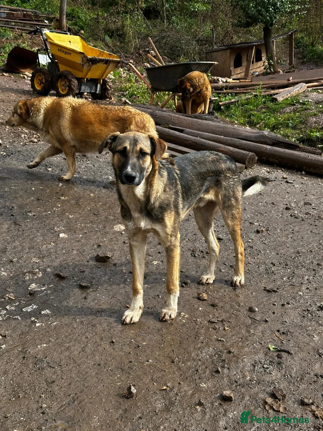 Mixed Breed dogs for adoption: Mac is looking for a family with another dog! - Advert 5