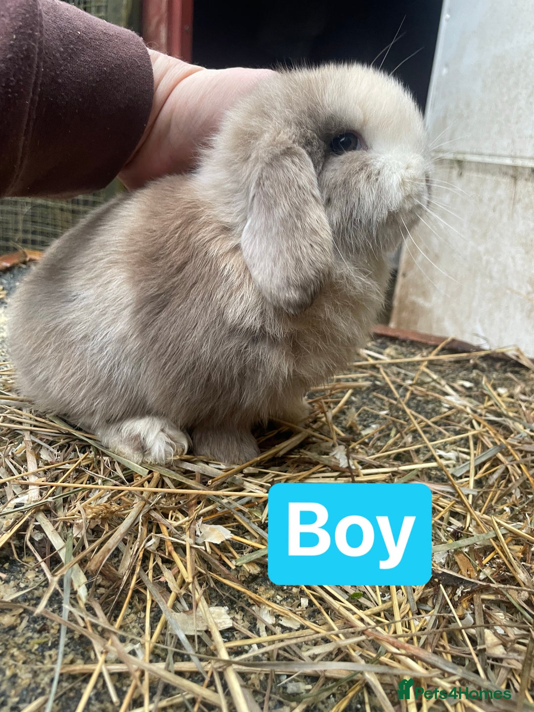 Mini Lop rabbits for sale: Beautiful mini lop babies  - Advert 4