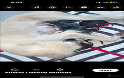 Saluki dogs for sale: KC registered saluki puppies (American bloodlines) - Image 7