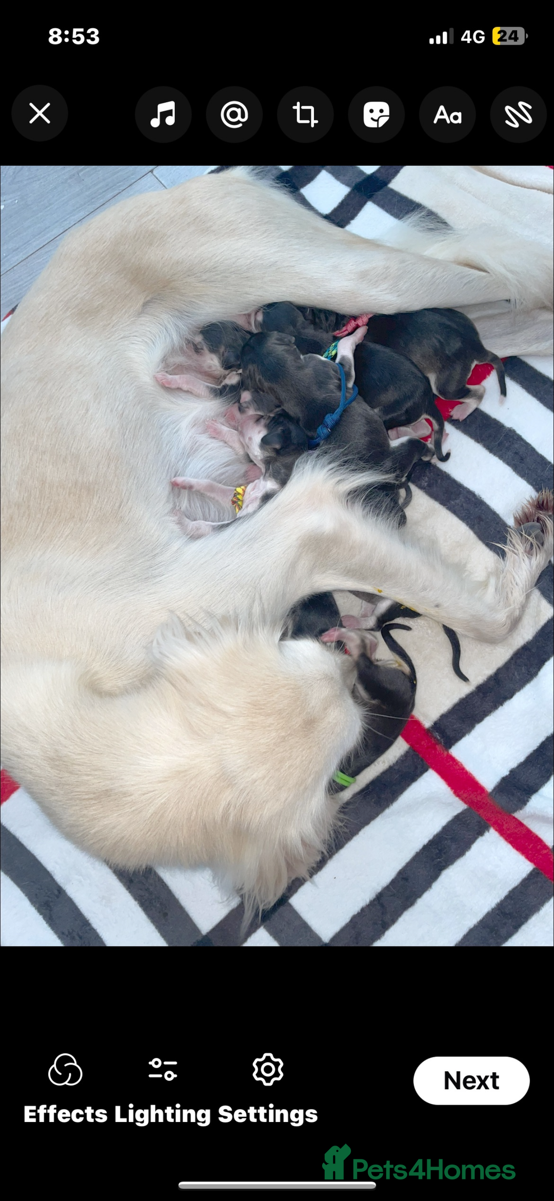 Saluki dogs for sale: KC registered saluki puppies (American bloodlines) - Image 7