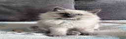 Ragdoll cats for sale: **REDUCED** Beautiful ragdoll kittens for sale  - Advert 6