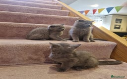 Scottish Fold cats for sale: 1 BSH Boy AVAILABLE. in Sheffield - Image 7