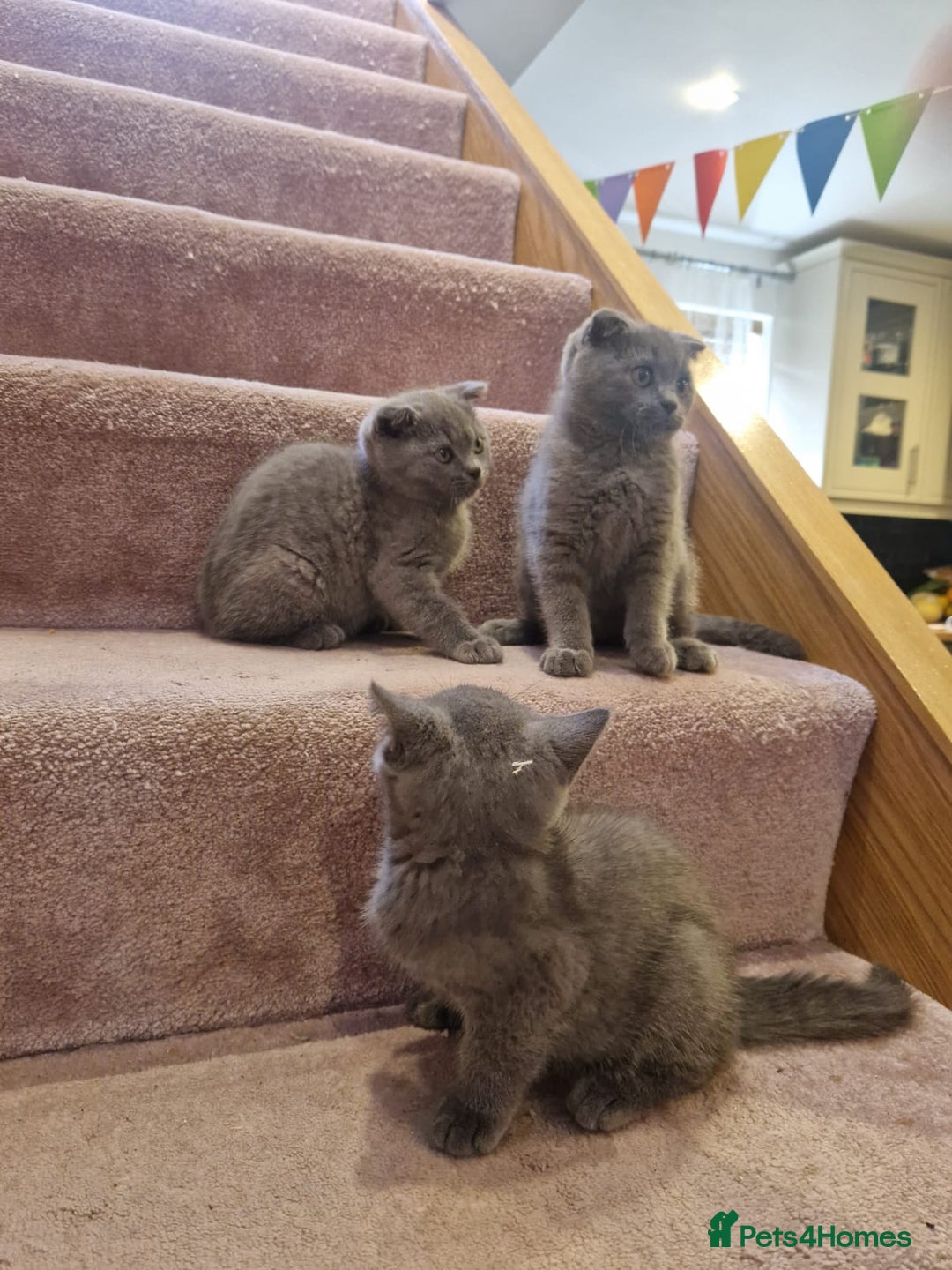 Scottish Fold cats for sale: 1 BSH Boy AVAILABLE. in Sheffield - Image 7