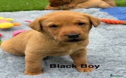 Labrador Retriever dogs for sale: Beautiful KC Fox Red Pups. 0/0 hip/elbow mum & dad - Image 5