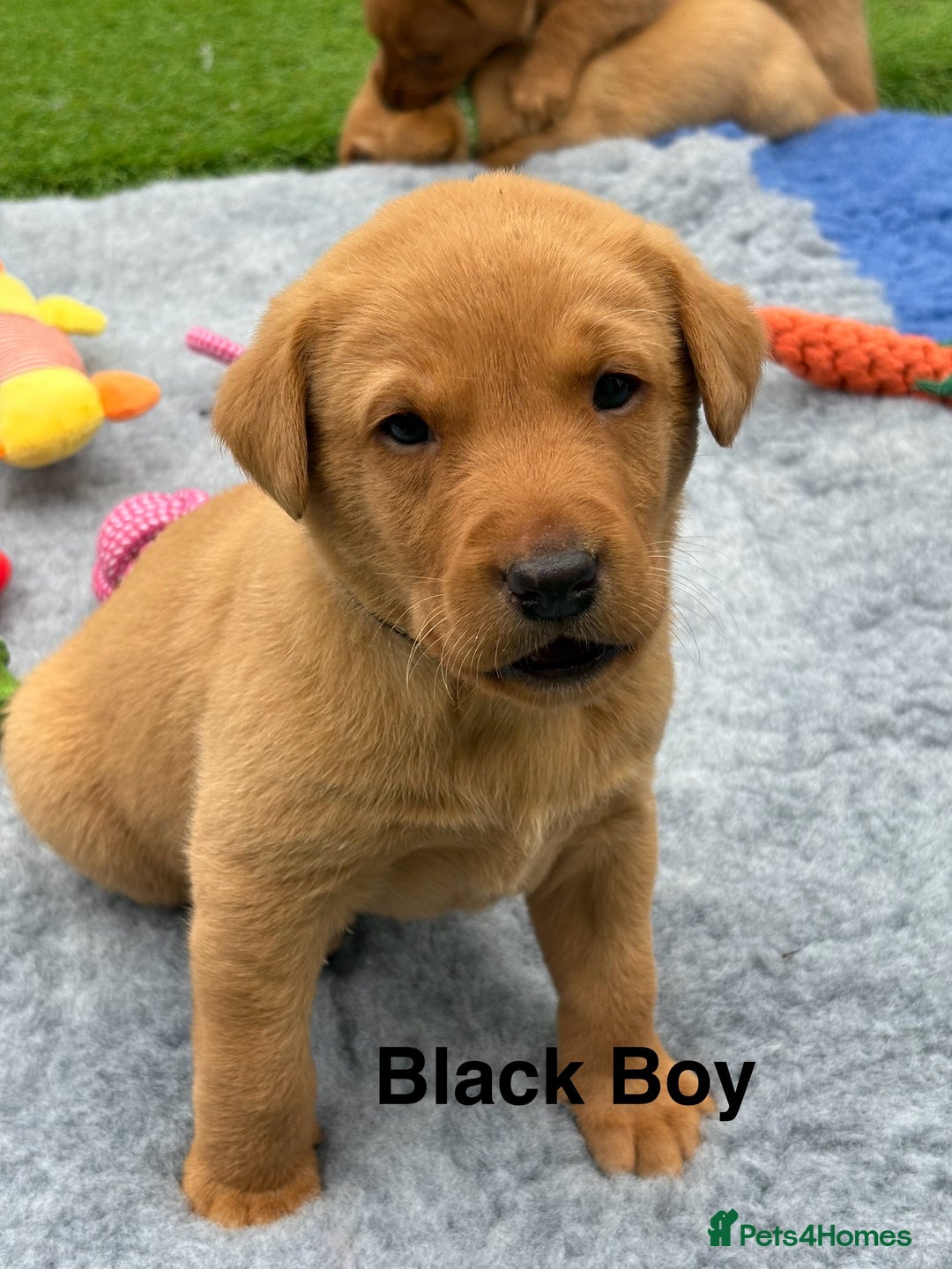 Labrador Retriever dogs for sale: Beautiful KC Fox Red Pups. 0/0 hip/elbow mum & dad - Image 5