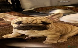 French Bulldog dogs for sale: Boo litter - Image 3