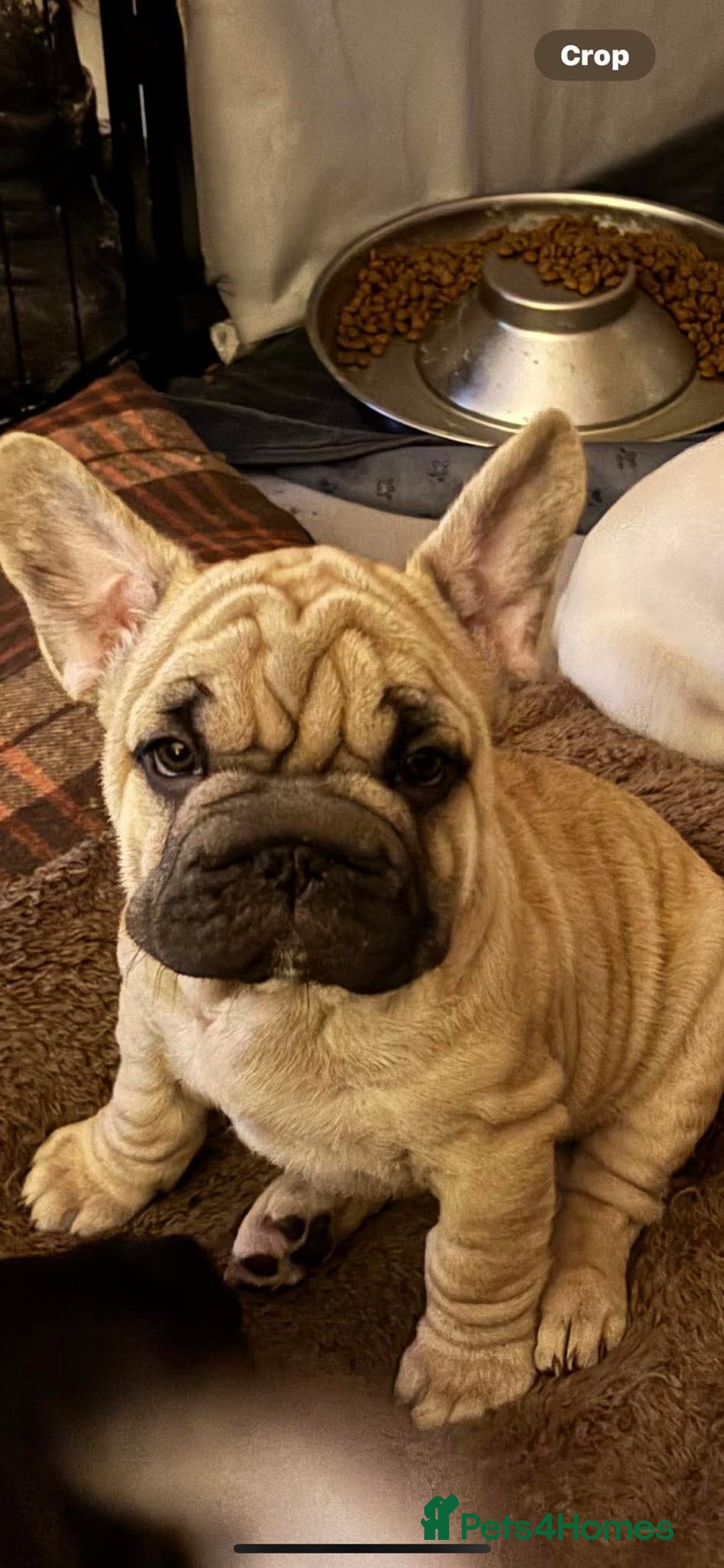 French Bulldog dogs for sale: Boo litter - Image 3