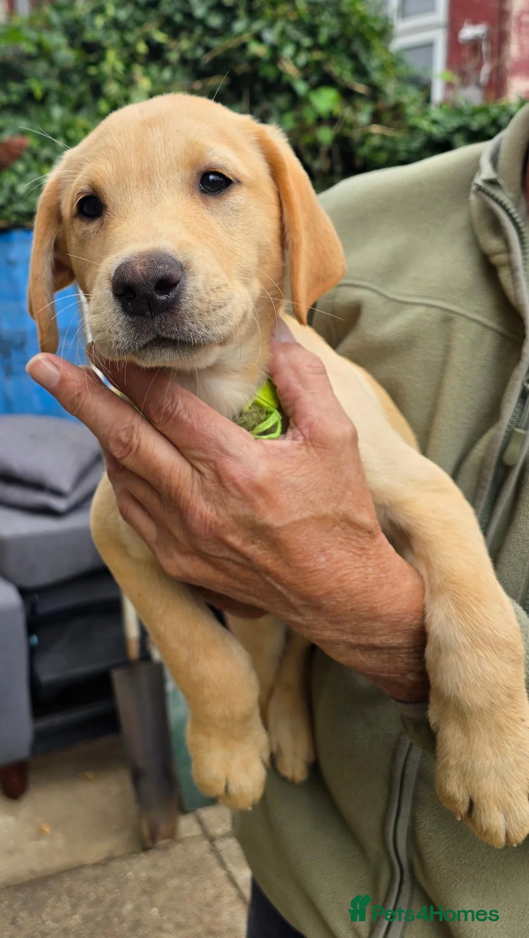 Labrador Retriever dogs for sale: 1 Yellow Male FTCH Sired Labrador Puppy - Advert 2