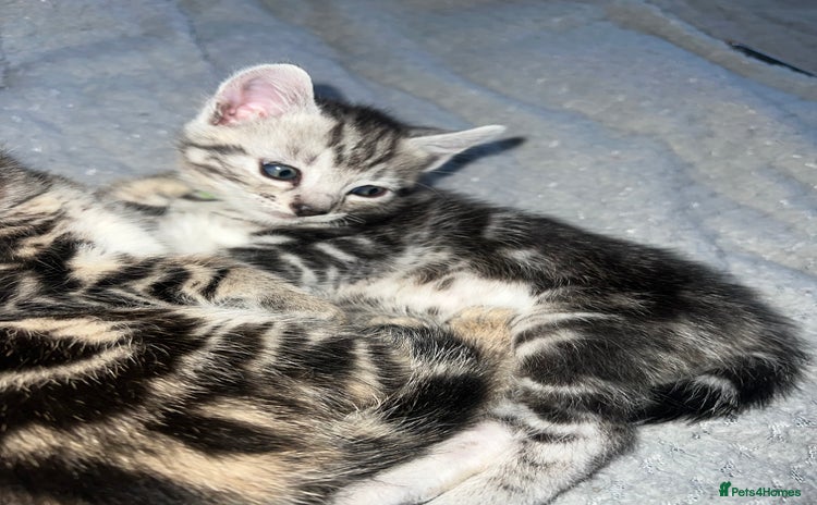 Bengal cats - Advert 3