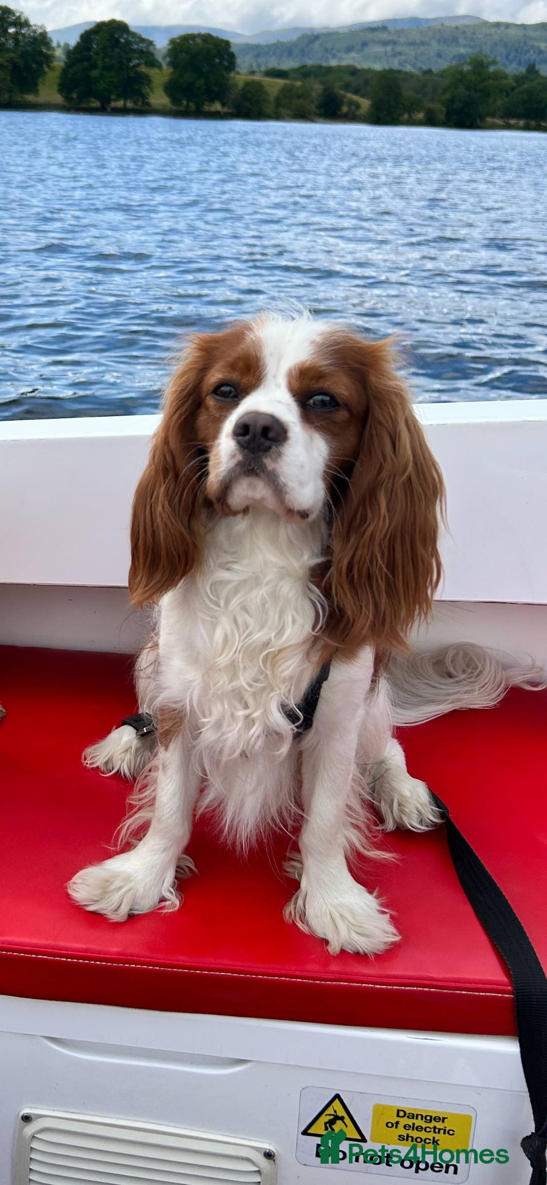 Cockalier dogs for sale: Beautiful Litter of Cavalier King Charles X Cocker - Advert 27