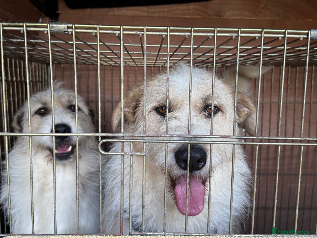 Mixed Breed dogs for adoption: Harley 💙 ( & brother Hershey )  - Advert 7