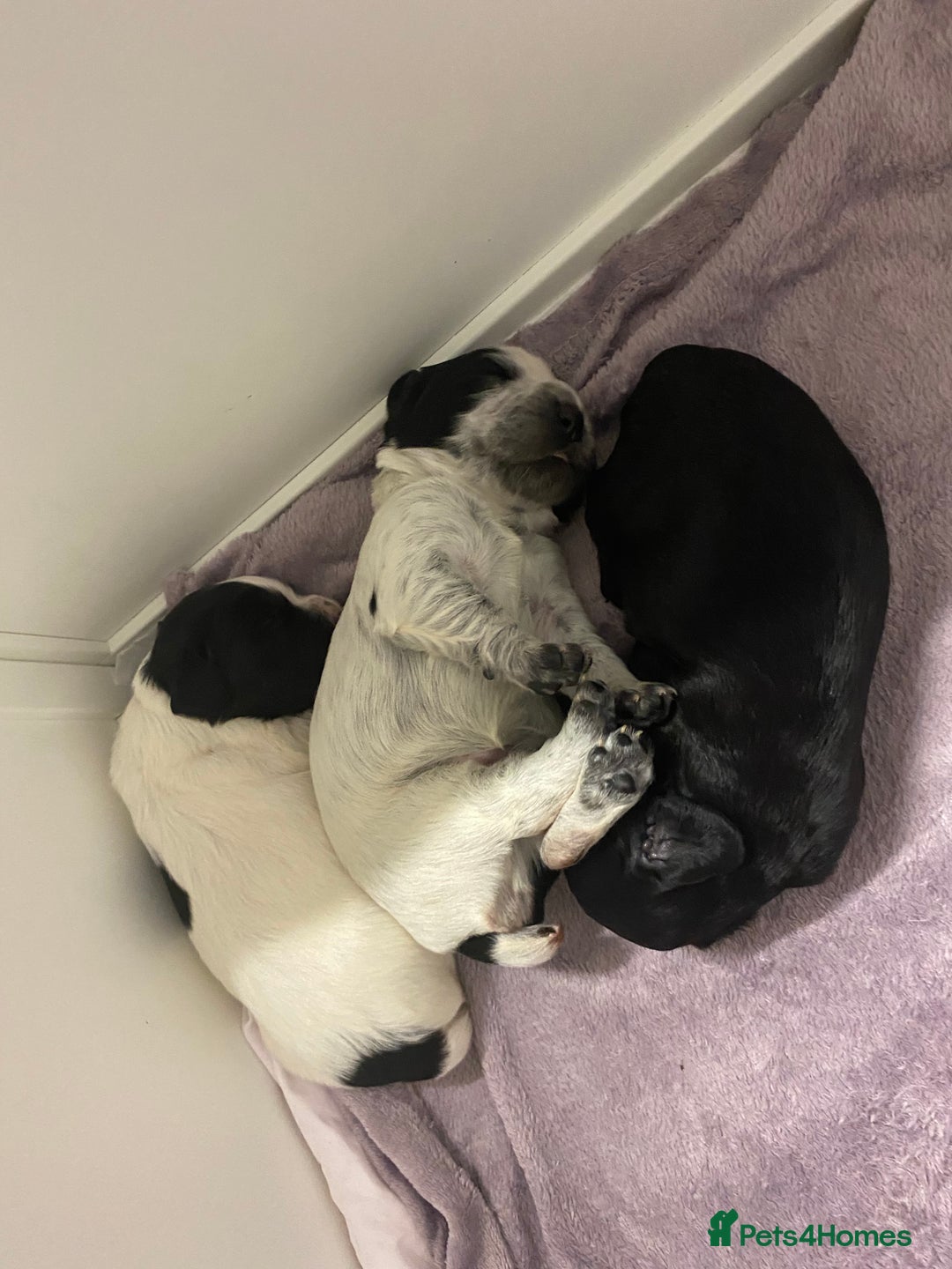 Cocker Spaniel dogs for sale: Working cocker spaniels - Image 13