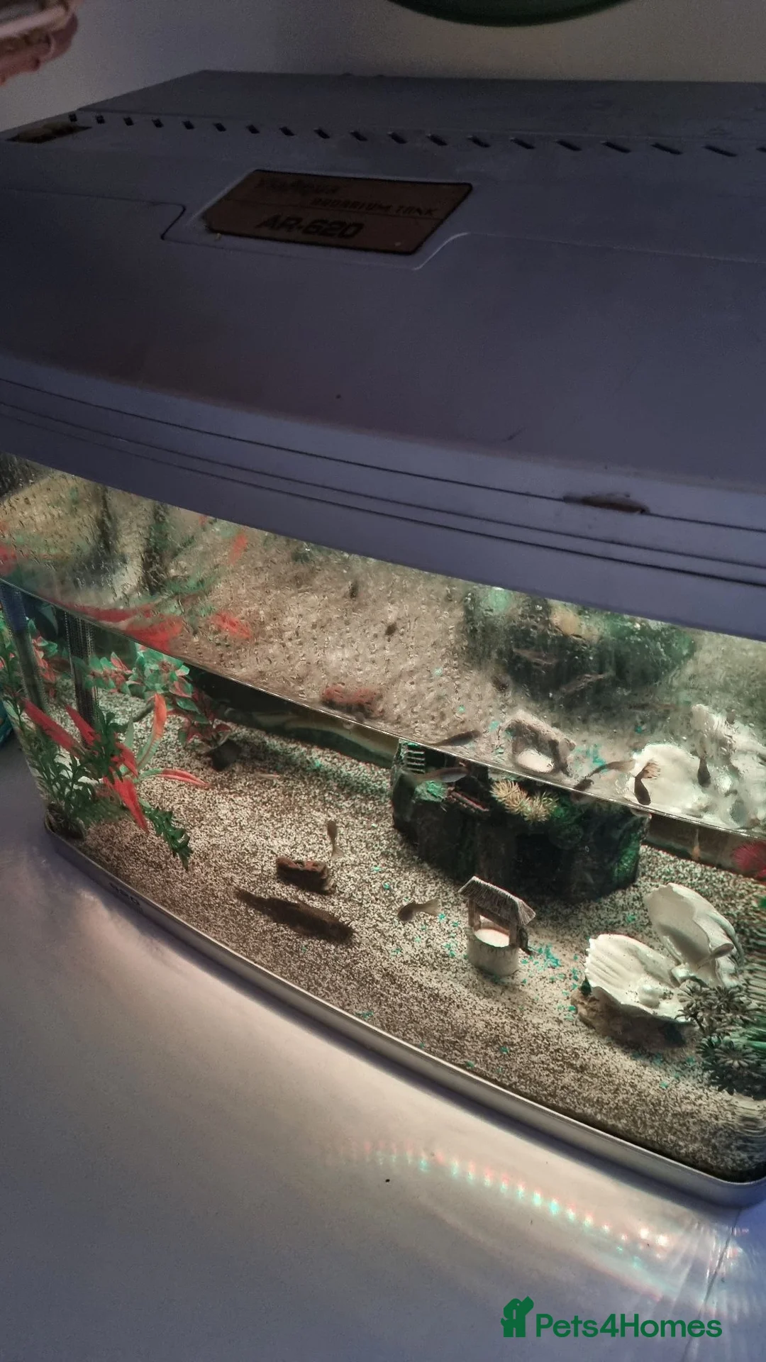 Other/Mixed Breed fish for sale: Tropical fish and tank in Crawley - Advert 5