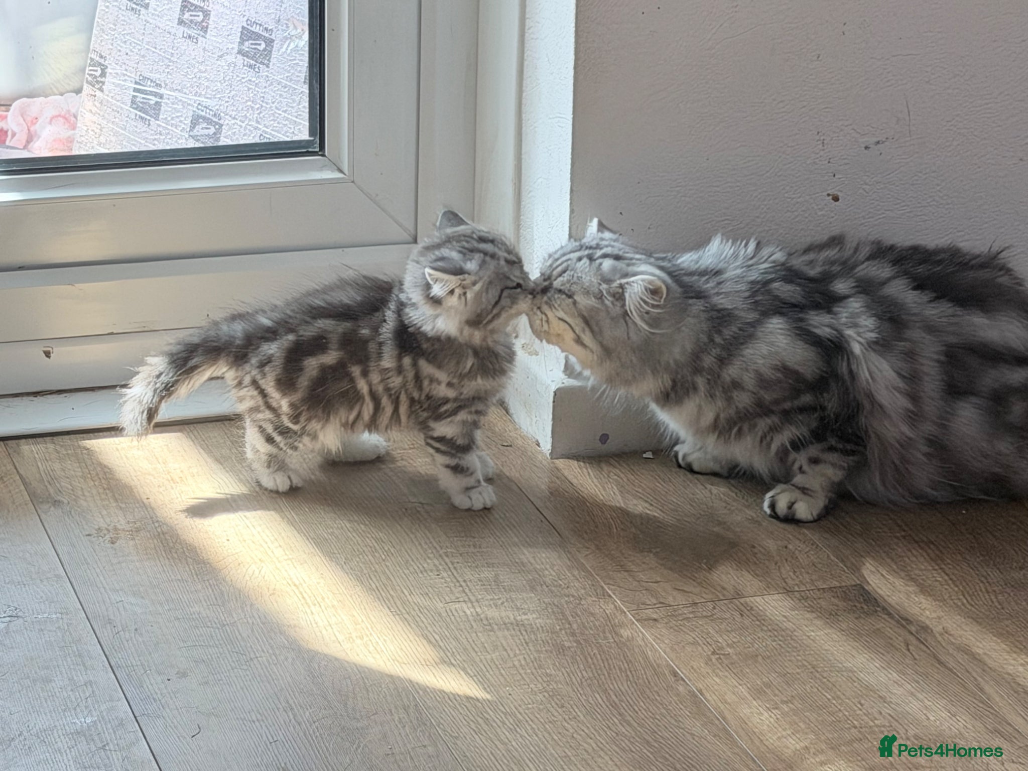 British Longhair cats for sale: RARE GCCF reg PKD Clear BLH Silver Tabby Kittens - Advert 14