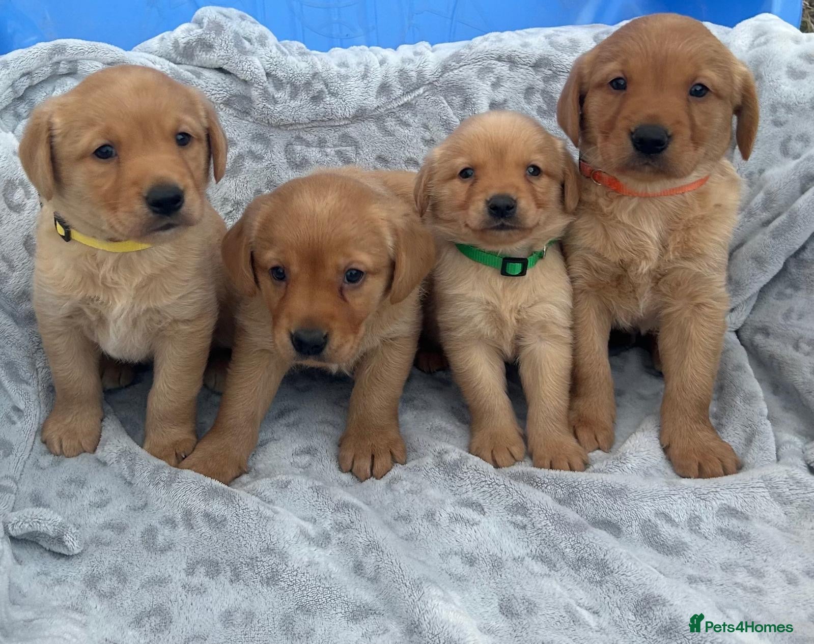 Goldador dogs Labrador retriever puppies  - Advert 1