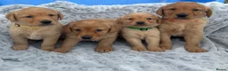 Goldador dogs for sale: Labrador retriever puppies  - Advert 1
