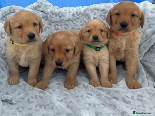 Goldador dogs Labrador retriever puppies - Advert 17