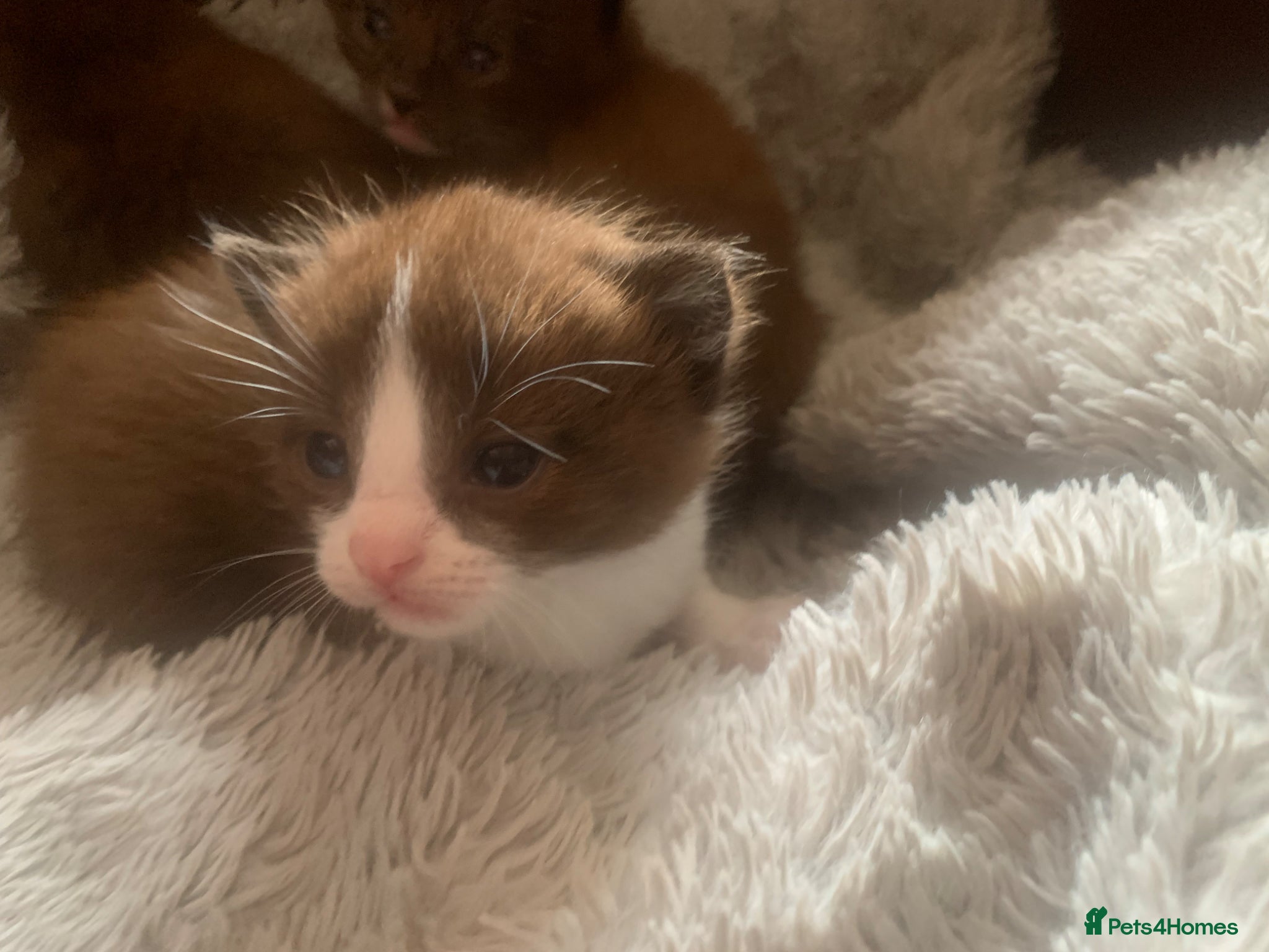 Mixed Breed cats 4-3-26- part Persian adorable precious kittens - Advert 12