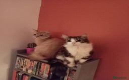 Mixed Breed cats for sale: Calico and very dark tortie kittens - Image 4