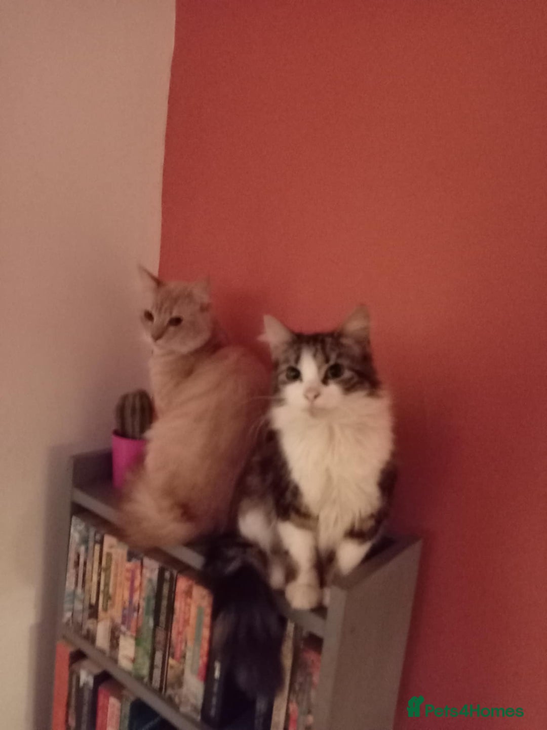 Mixed Breed cats for sale: Calico and very dark tortie kittens - Image 4