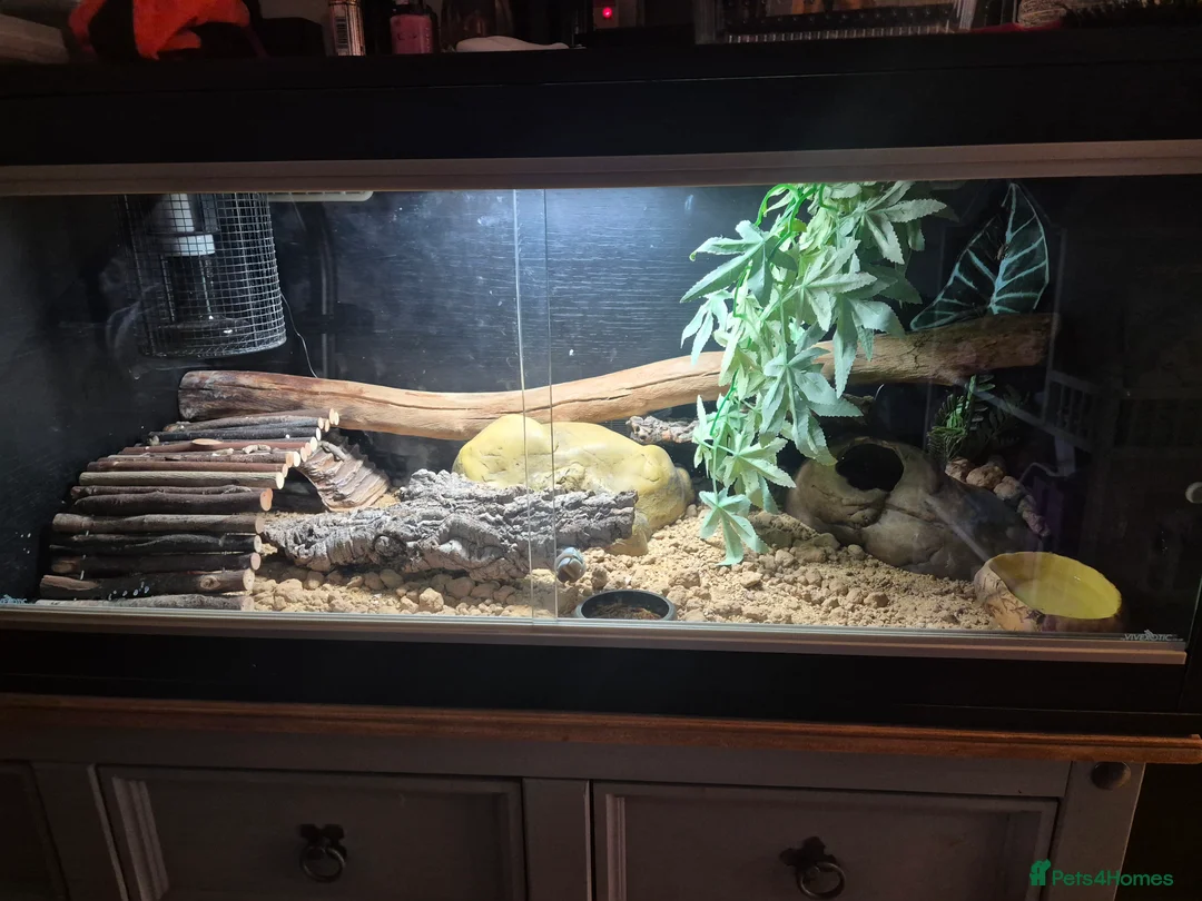 Leopard Gecko reptiles for sale: Leopard gecko in Manchester - Advert 1