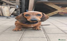 Dachshund dogs for sale: READY NOW-Champions Line Standard Dachshund KC REG in Coventry - Image 10
