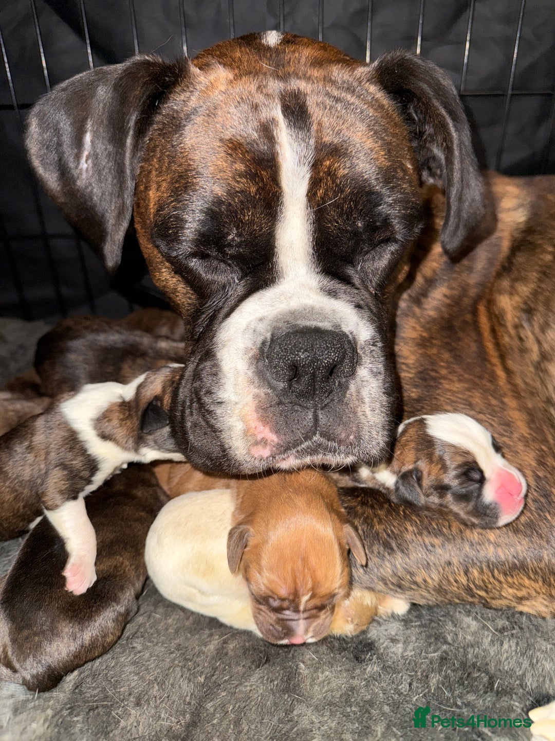 Boxer dogs for sale: Beautiful boxer puppies  - Image 8