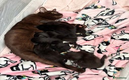 Bombay cats for sale: Kittens for sale  - Image 2