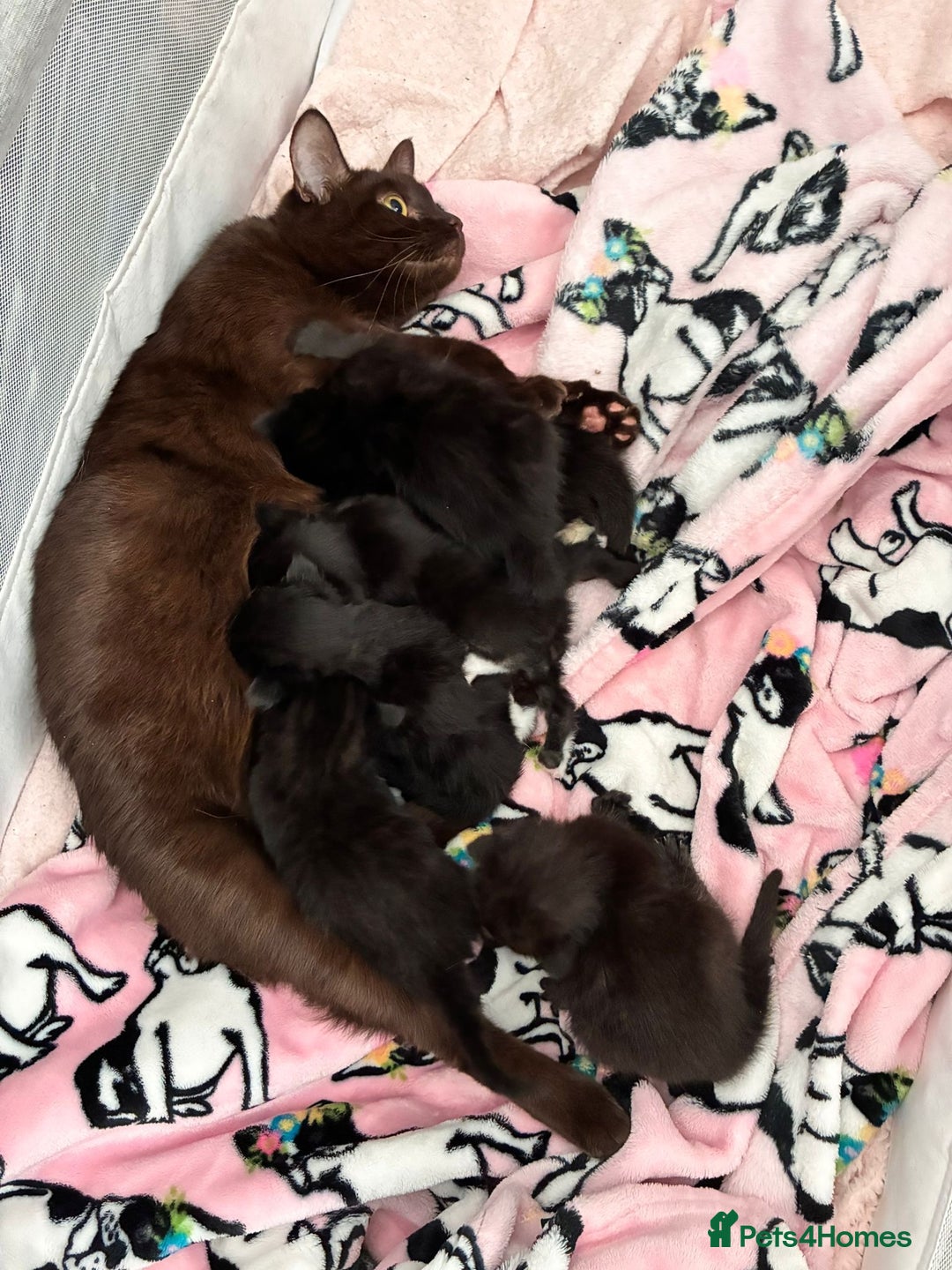 Bombay cats for sale: Kittens for sale  - Image 2