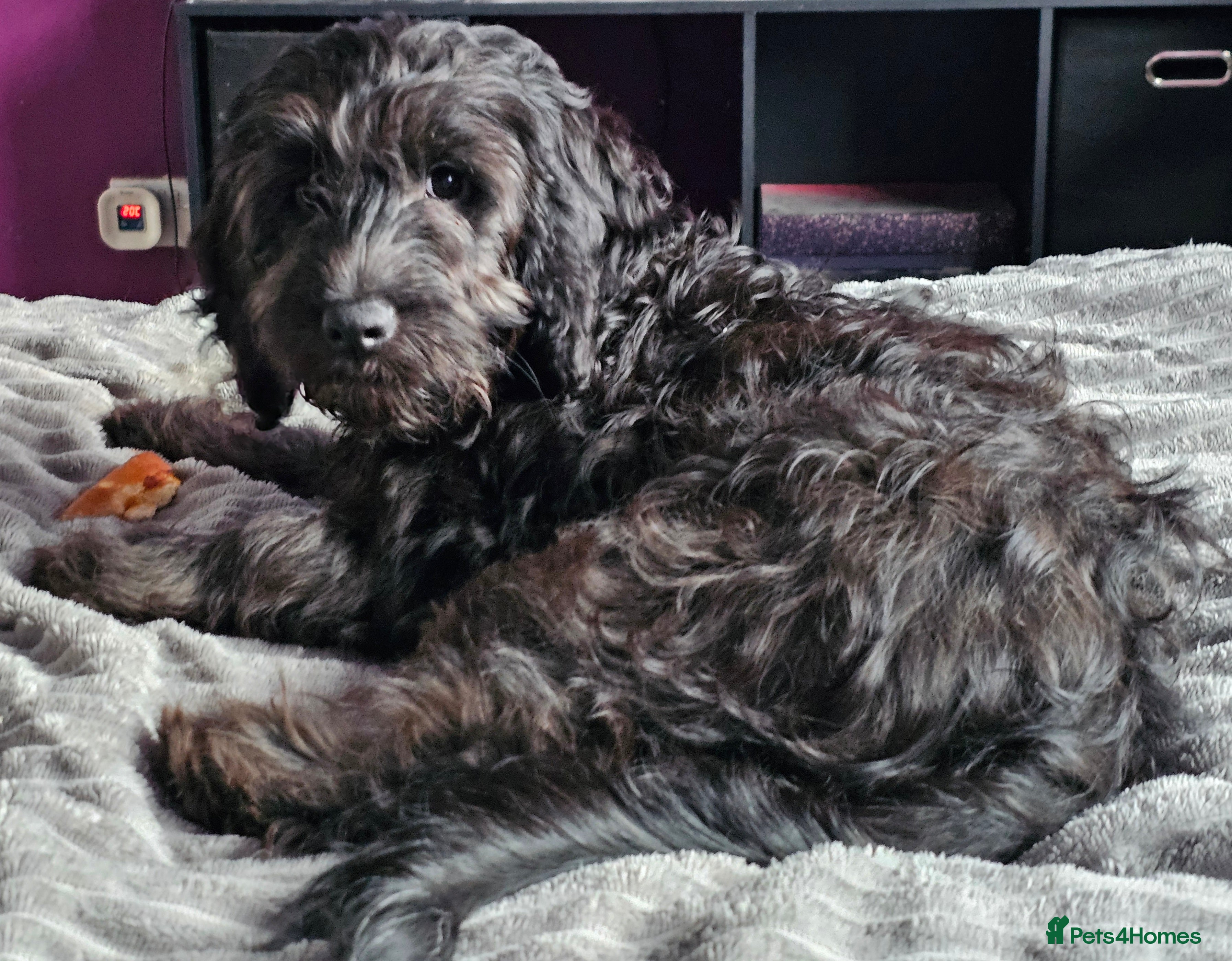 Cockapoo dogs Last Black Male Cockapoo Pup Remaining - Advert 8