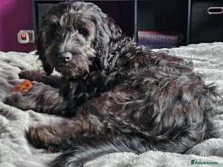 Cockapoo dogs Last Black Male Cockapoo Pup Remaining - Advert 8