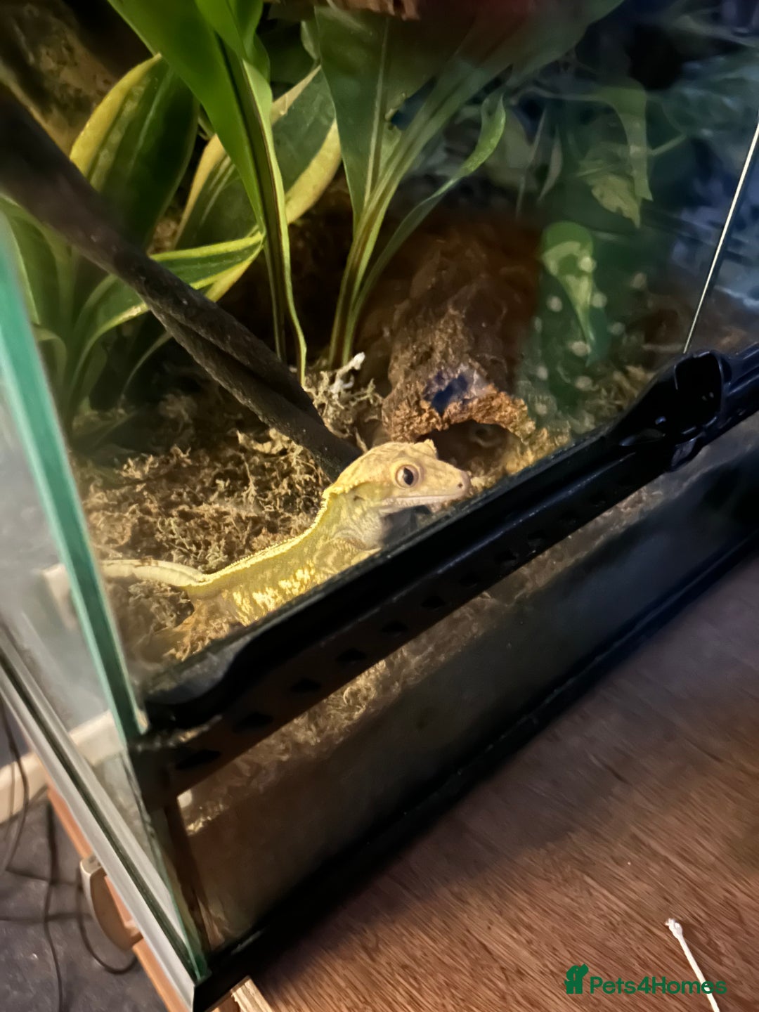 Gecko reptiles for sale: Crested Gecko Looking For New Home - Advert 6