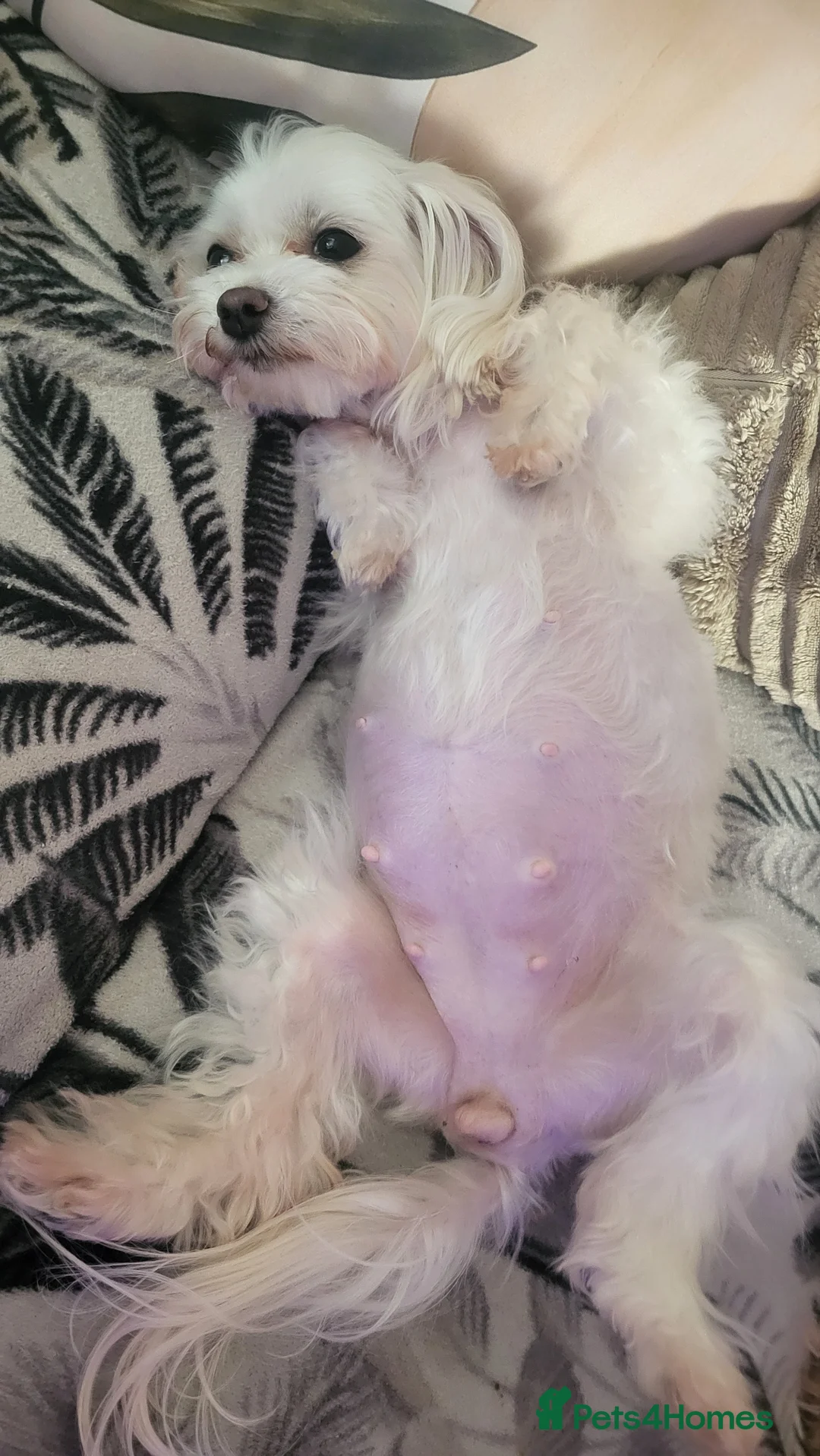Maltipoo dogs for sale: Maltipoo 2 girls - Advert 11