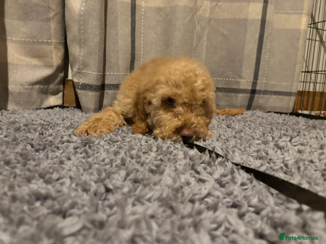 Cockapoo dogs for sale: 🐶8 Beautiful Cockapoo puppies🐶 - Advert 13