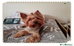 Yorkshire Terrier dogs for sale: Yorkshire terrier puppies (3 girls) - Image 9
