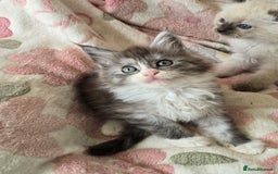 Maine Coon cats for sale: Gccf Maine Coon kittens  shaded lines - Image 29
