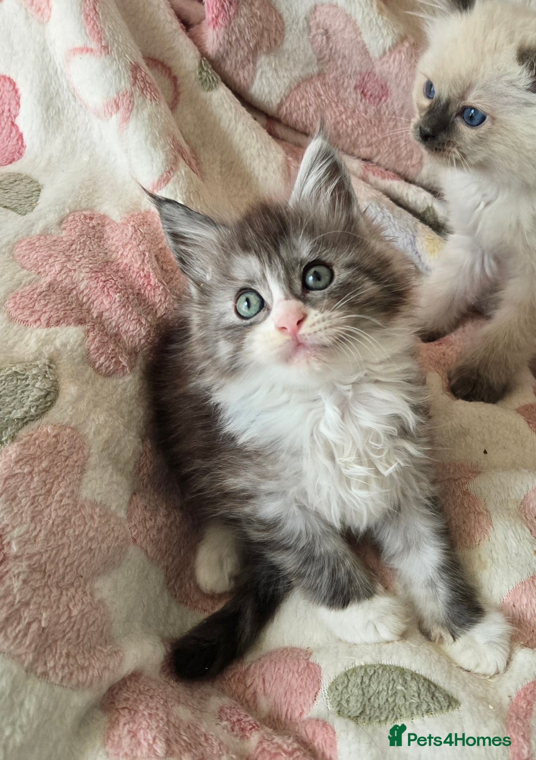 Maine Coon cats for sale: Gccf Maine Coon kittens  shaded lines - Image 29