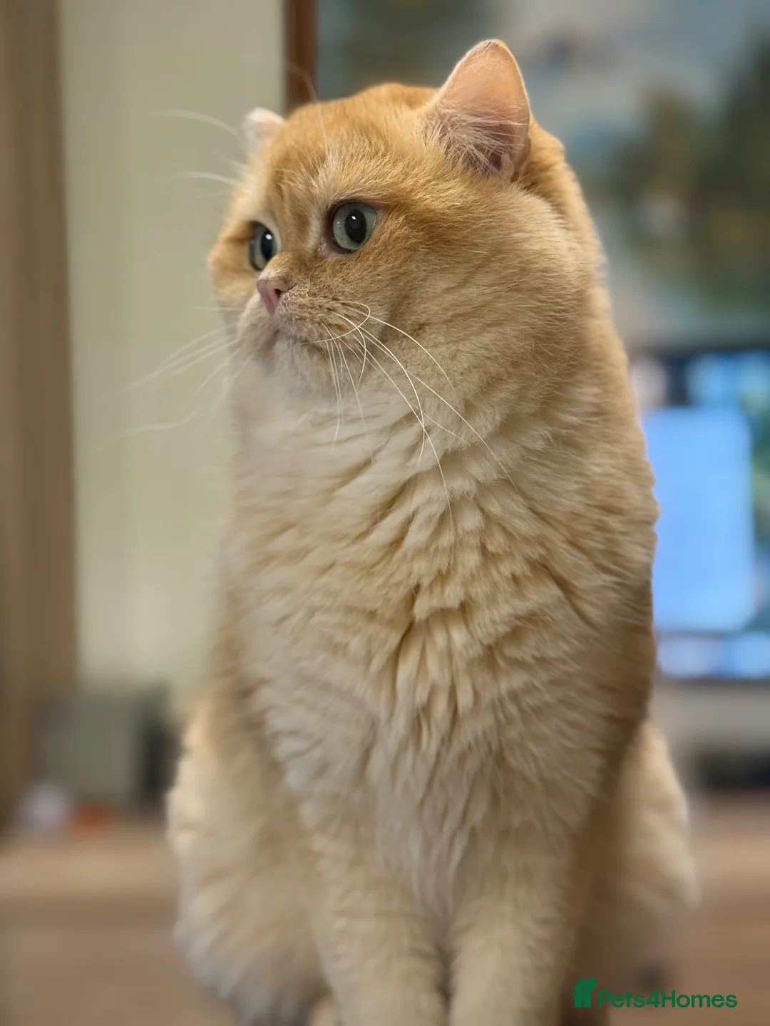 British Shorthair cats for sale: Golden British Shorthair Kittens – Reservation in Preston - Advert 2