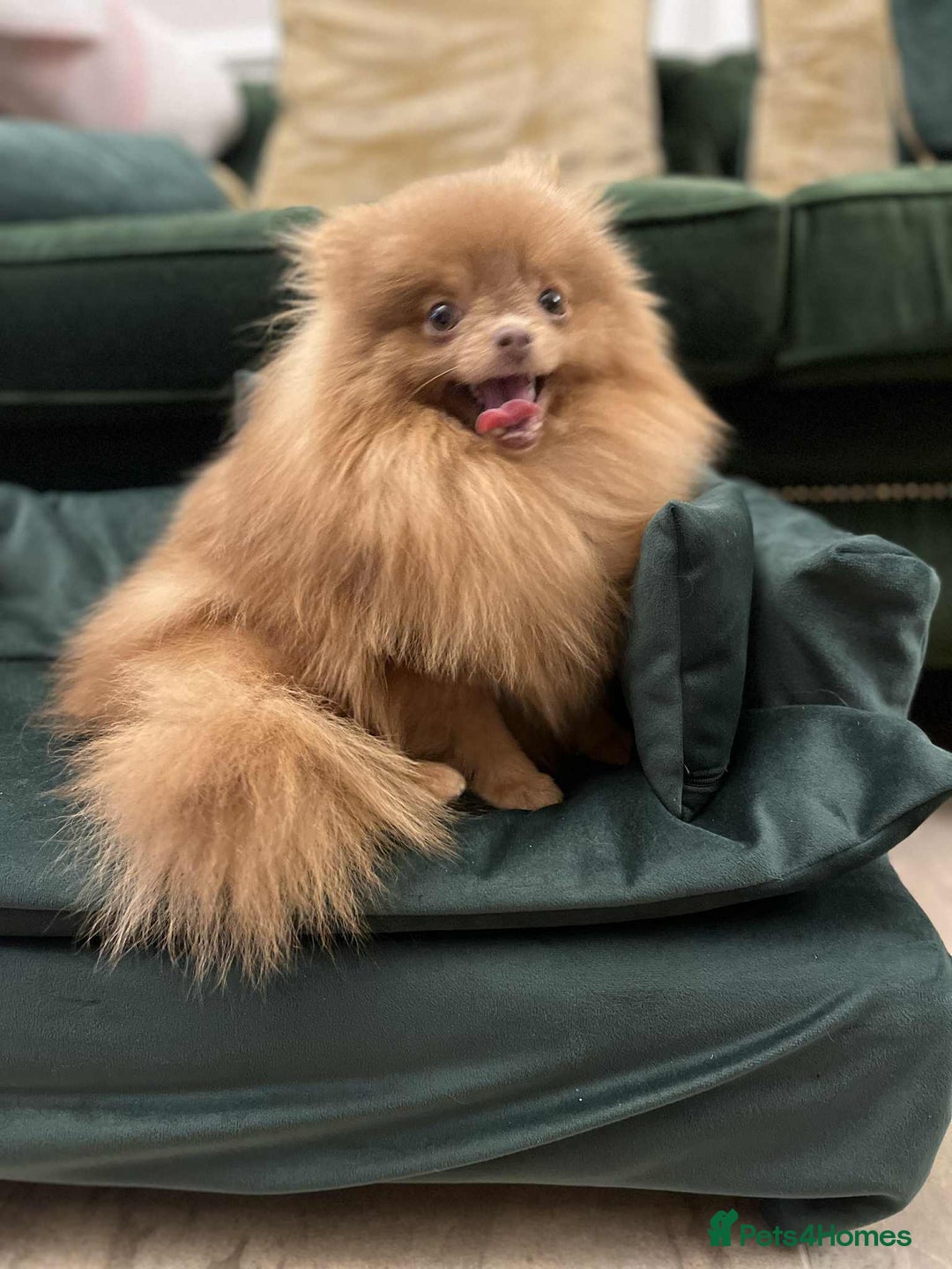 Pomeranian dogs for sale: Beautiful Chocolate Sable Girl Kc - Advert 4