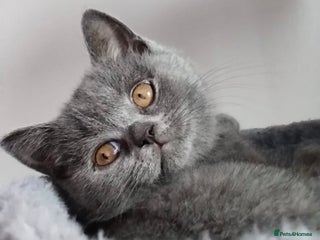 British Shorthair cats Grey British Shorthair for sale - Advert 1