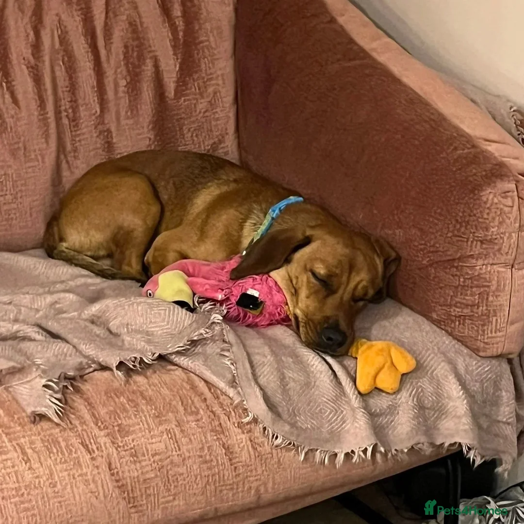 Mixed Breed dogs for adoption: Woody (Mini hound mix) - Advert 13