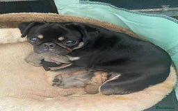Pug dogs for sale: Fluffy pug 12 wks old  - Image 5