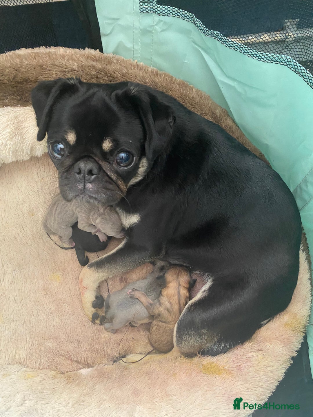 Pug dogs for sale: Fluffy pug 12 wks old  - Image 5