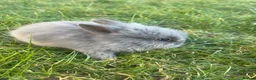 Lionhead rabbits for sale: Adorable Lionhead Bunnies - Advert 4