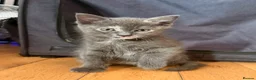 Ragdoll cats for sale: Discover the Wonder of Cherubim Ragdoll Kittens - Advert 10