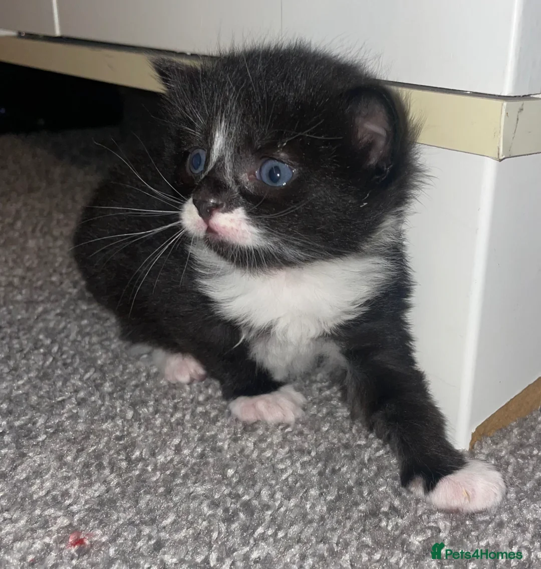 Norwegian Forest Cat cats for sale: Norwegian forest cat mix in Hartlepool - Advert 2