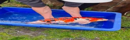 Koi Carp fish for sale: Pond closure - Advert 27