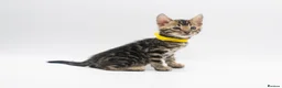 Bengal cats for sale: TICA Registered Brown & Snow Lynx Bengal Kittens - Advert 24